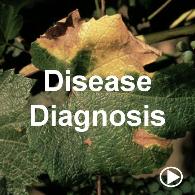Disease Diagnosis
