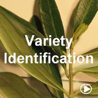  Variety Identification by DNA Fingerprinting